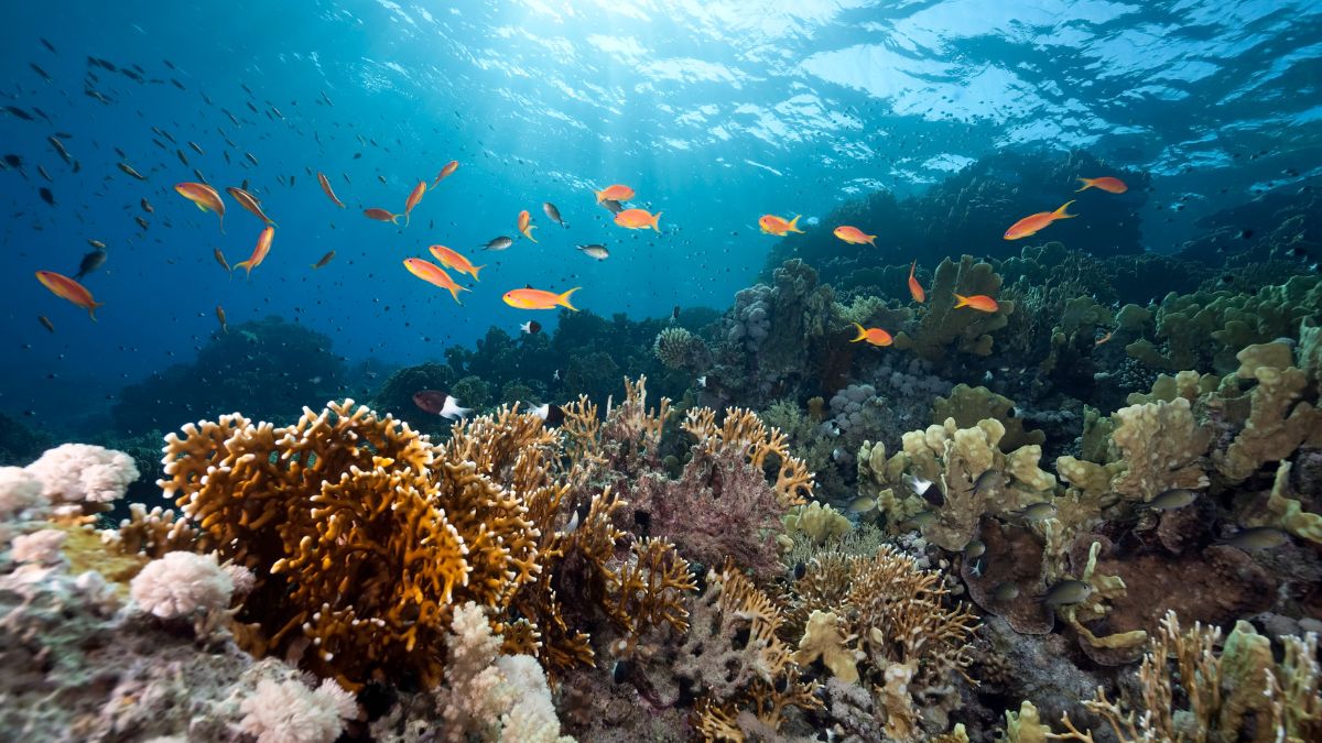 list of oceans and their role in earth's ecosystem (1)