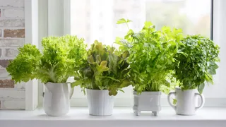 National Herbs & Spices Day 2025: 7 Fresh Herbs You Can Grow Right On Your Kitchen Window