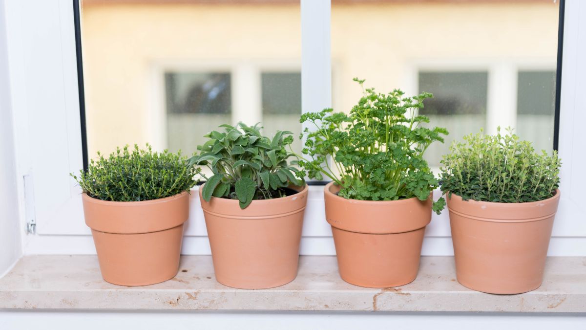 Herbs To Grow On Kitchen Window