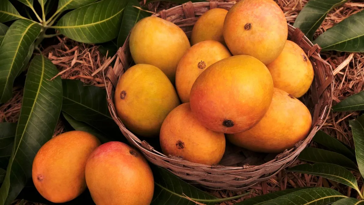 mango-prices-fall-to-rs-40-per-kg-in-uttar-pradesh-west-bengal-heres-why