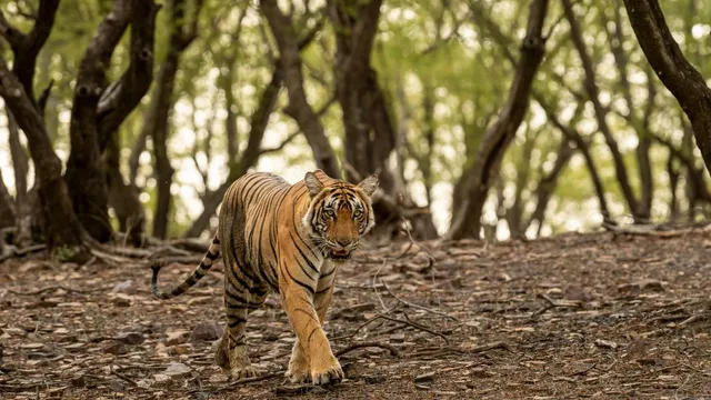 uttar-pradesh-tiger-reserves-and-national-parks-to-close-for-tourists-from-june-15-for-monsoon-season-details