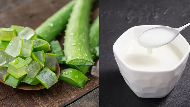 aloe-vera-vs-malai-which-natural-remedy-works-best-for-glowing-skin