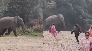 Elephant Chases Tourists At Picnic Spot In Viral Video: IFS Officer Warns Against Trespassing Animal Corridors