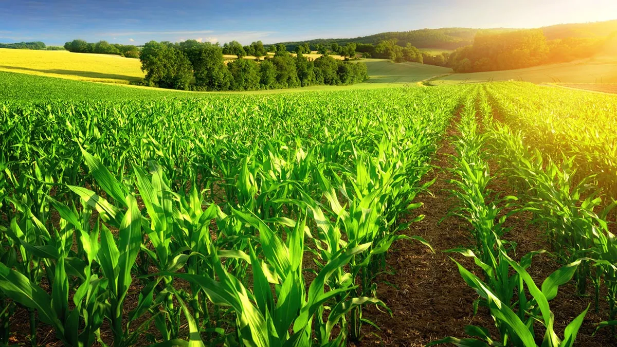 how-patanjali-organic-farming-is-restoring-soil-health-and-empowering-farmers
