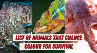 Do You Know Some Animals Change Colour For Survival? It's Not Just Chameleon
