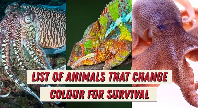 do-you-know-some-animals-change-colour-for-survival-its-not-just-chameleon
