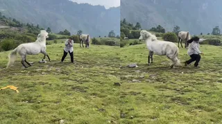 Woman’s Dance On Shaky Song Takes Painful Turn As Horse Kicks Her Mid-Reel; Viral Video Leaves Internet Laughing