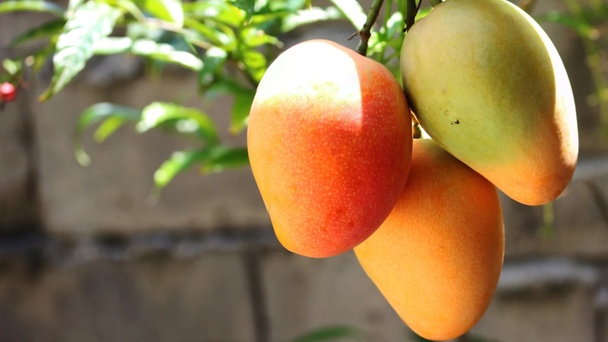 top 10 mango producing states in india 1