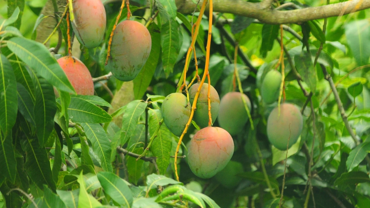 top 10 mango producing states in india 3