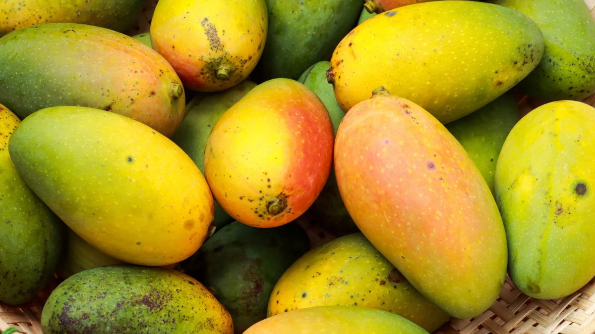 top 10 mango producing states in india.