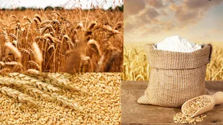 What Are The Top 10 Wheat- Producing Countries In The World?