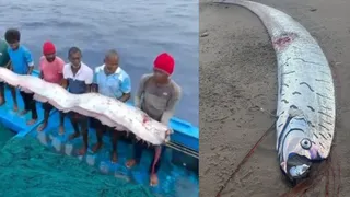 Disaster Ahead? 'Doomsday Fish' Spotted Four Times In 20 Days Across The Globe, Including India

