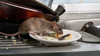 What Are The 5 Foolproof Ways To Keep Rats Out Of Your Home?