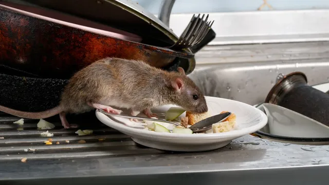 what-are-the-5-foolproof-ways-to-keep-rats-out-of-your-home