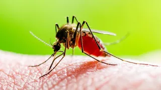 How To Protect Yourself From Mosquito-Borne Diseases During Monsoon?