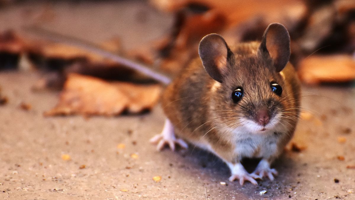 Rat Prevention Tips At Home