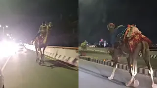 Drunk Man Rides Camel On Hyderabad Flyover, Another Man’s Quick Action Saves Him In Viral Video