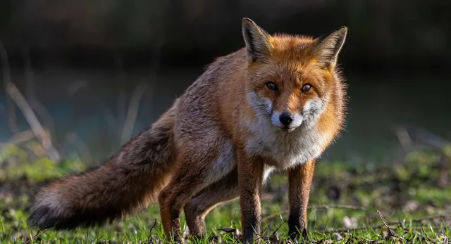 up-govt-declares-fox-and-jackal-attacks-as-state-calamity-announces-rs-4-lakh-compensation-for-victims-family