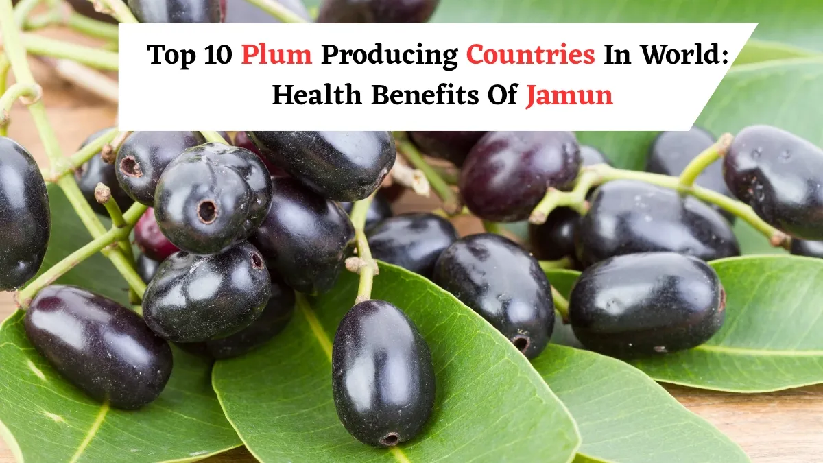 top-10-plum-producing-countries-in-the-world-what-are-the-health-benefits-of-indian-plum-jamun