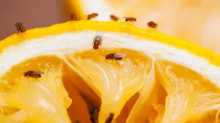 Tired Of Fruit Flies? What Are The Natural Tricks That Banish Them?