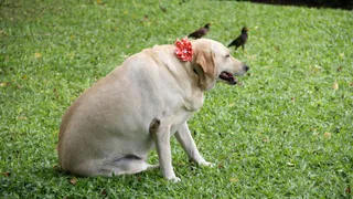 Pet Obesity On The Rise: How Weight Gain In Cats And Dogs Is Turning Alarming And How To Prevent It?
