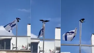 Viral Video: Bird Tears Down Israeli Flag, Sparks Buzz In Social Media Amid Israel-Iran War | Prophetic Sign Or Coincidence?