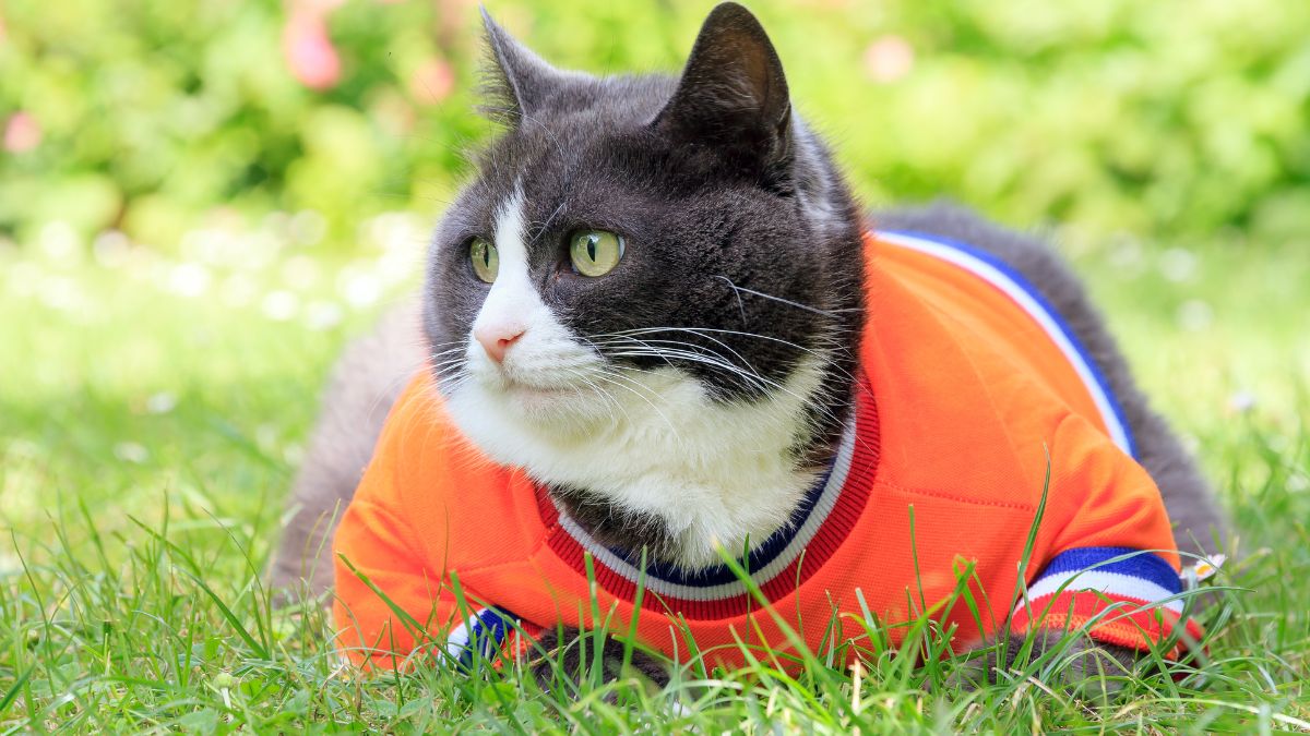 Obesity In Cats And Dogs On Rise