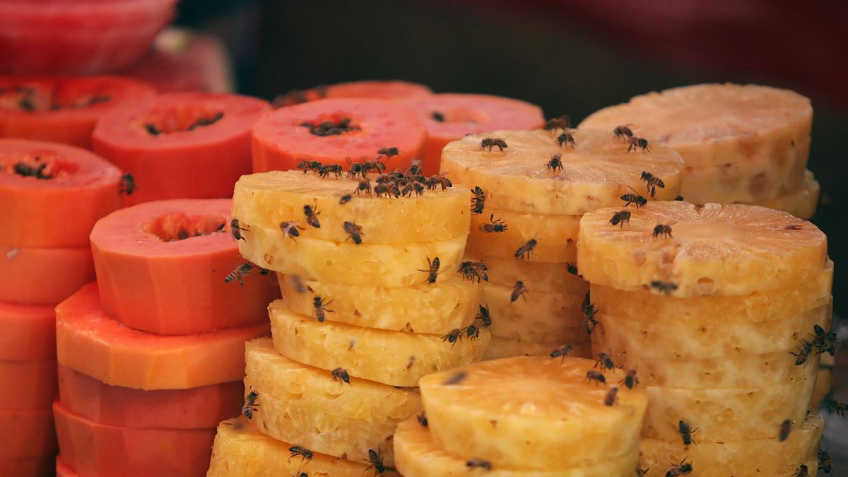 _Tips Get Rid Of Fruit Flies