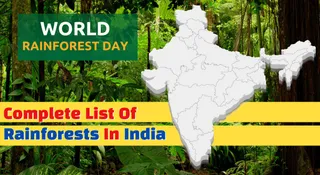 World Rainforest Day 2025: Complete List Of Rainforests In India