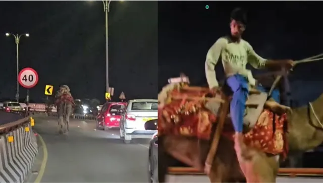 hyderabad-drunk-man-riding-camel-on-pvnr-expressway-sparks-panic-rescued-by-bystanders-after-chase-watch