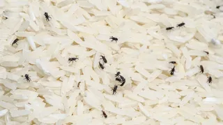 How Can You Spot ‘Keede’ In Rice? Which Are 7 Home Remedies To Keep Weevils Away From Grains?