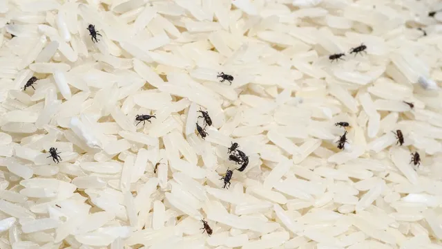 how-can-you-spot-keede-in-rice-which-are-7-home-remedies-to-keep-weevils-away-from-grains