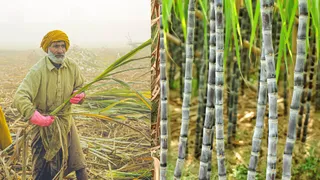 Which Are The Top 10 Sugarcane Producing Countries Worldwide? Know Its Amazing Health Benefits
