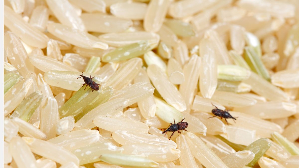weevils in rice or grains