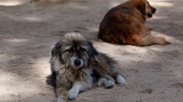 noida-logs-74550-dog-bite-cases-in-5-months-majority-of-attacks-by-strays