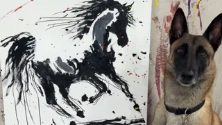 Talented Belgian Malinois Dog 'Monkey' Amazes Internet By Painting Trojan Horse Masterpiece In Viral Video