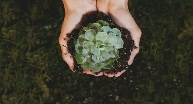 up-connects-birth-with-nature-gifts-saplings-and-green-gold-certificate-to-families-of-over-18300-newborns