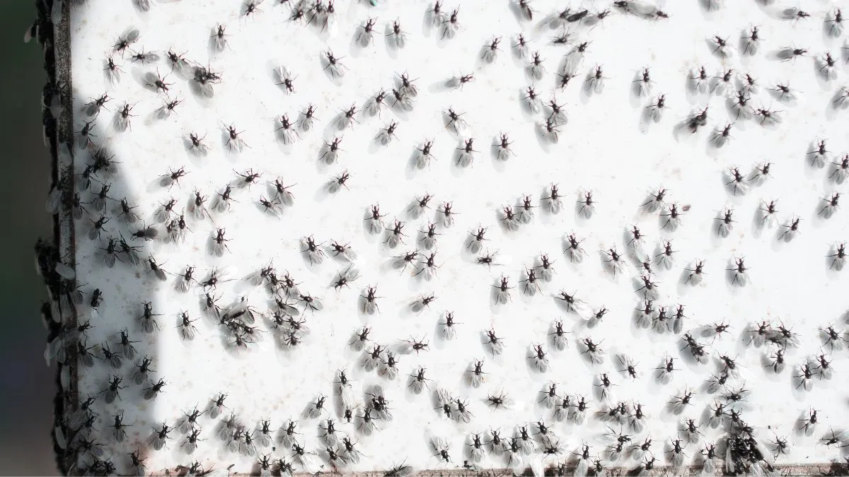 what-are-the-4-natural-remedies-to-get-rid-of-flying-ants-this-rainy-season