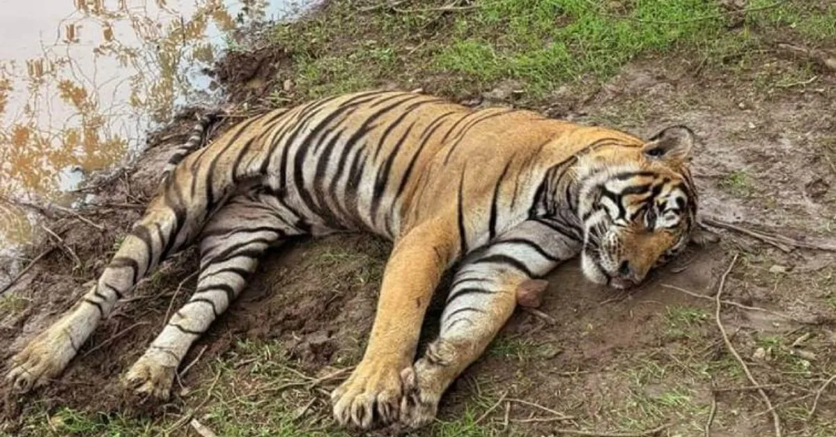 karnataka-five-tigers-found-dead-in-mm-hills-sanctuary-in-chamarajanagar-district-poisoning-suspected