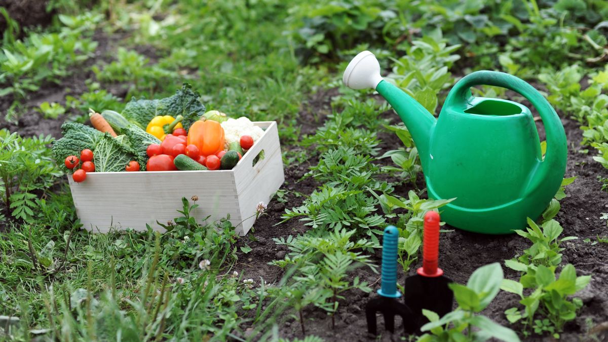 Growing Kitchen Garden In Monsoon Is Ideal
