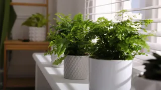 Why A Boston Fern Plant Is Your Bedroom's Best Friend?