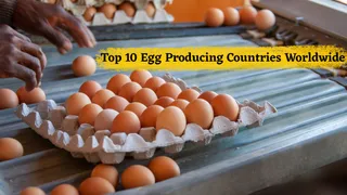 Which Are The Top 10 Egg Producing Countries In The World?