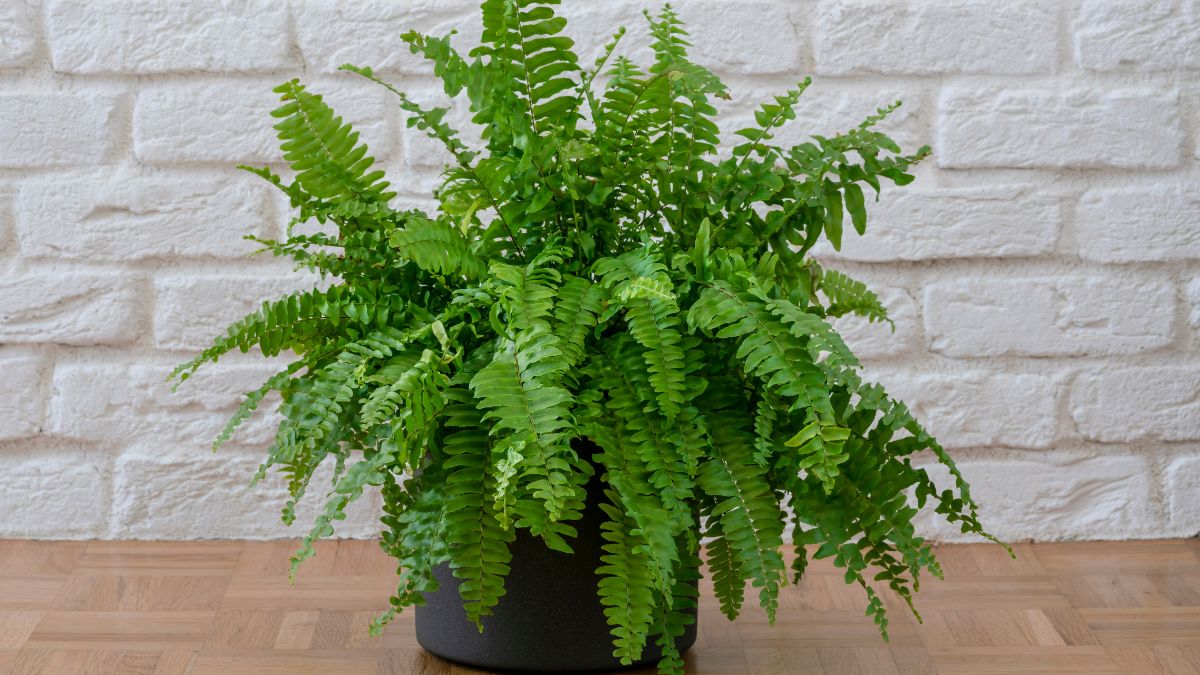 boston fern plant benefits