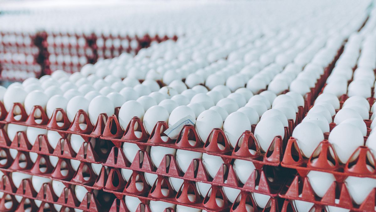 top 10 egg producing countries in the world (1)