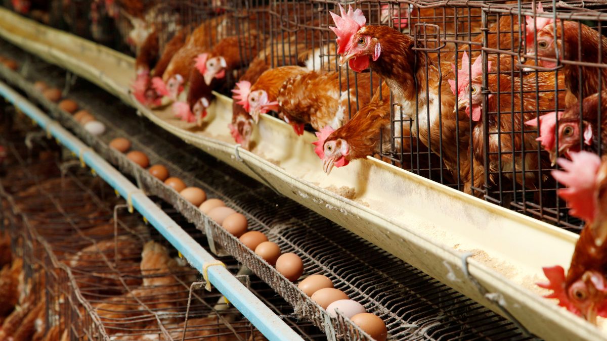 top 10 egg producing countries in the world (2)