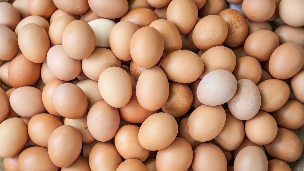 top 10 egg producing countries in the world (3)