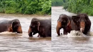 Elephants Make Happy Sounds While Walking Through River; Internet Can’t Handle The Cuteness | Viral Video