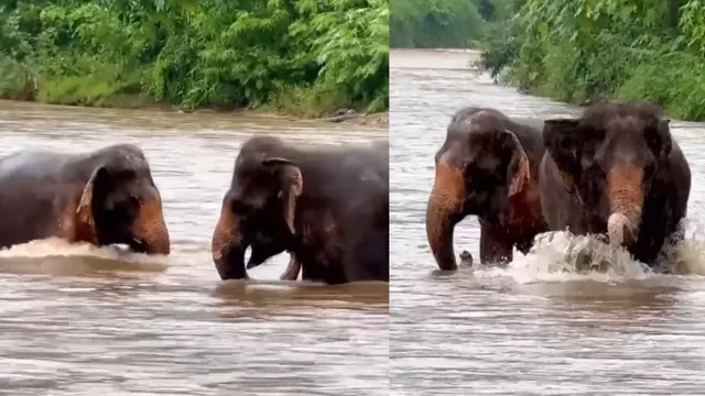 elephants-make-happy-sounds-while-walking-through-river-internet-cant-handle-the-cuteness-viral-video