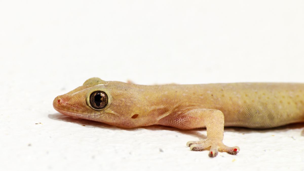 Natural Lizard Repellents