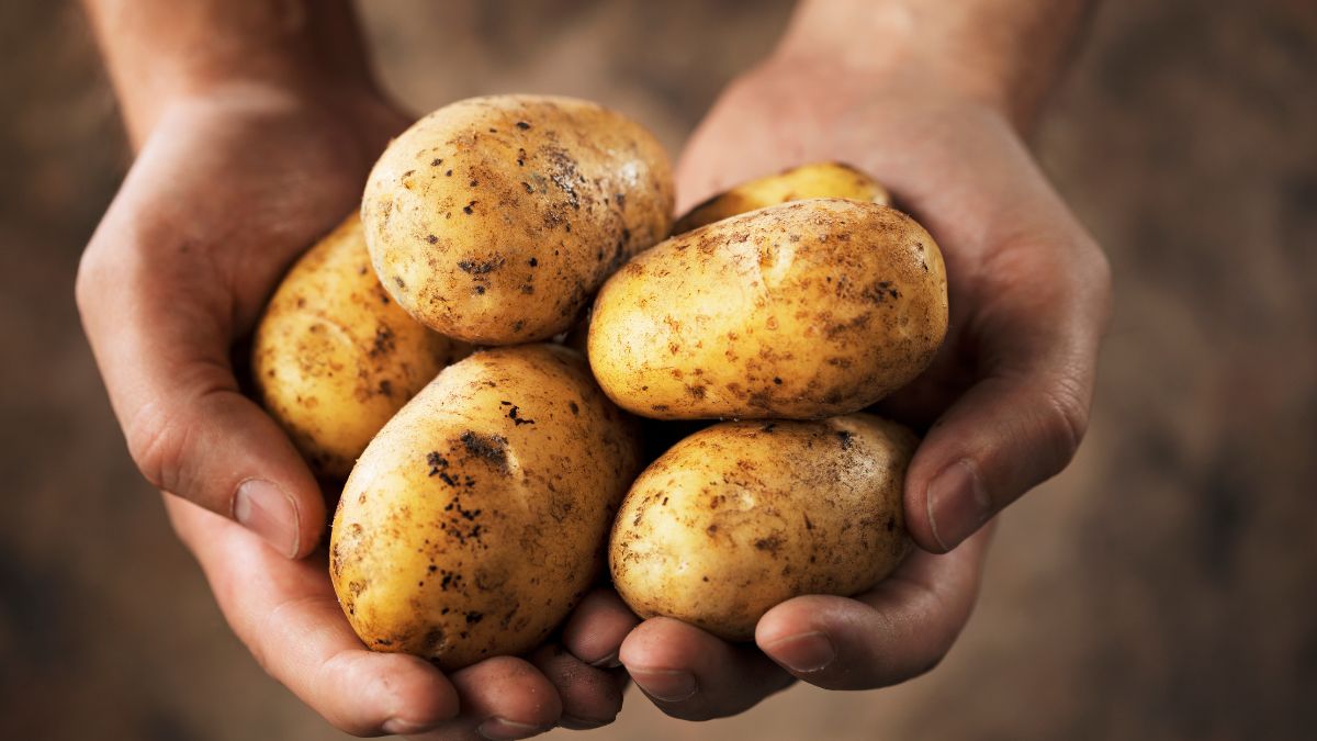 Vegetables That Are Unsafe To Consume During Rainy Season